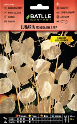 Semilla de lunaria moneda del papa, monedas do judas, lunaria annua.