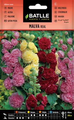 Semilla de malva real variada, alteia flor de pau, althaea rosea