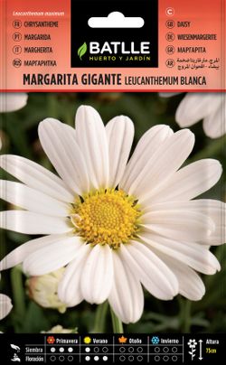 Semilla de margarita gigante blanca, leucantemum maximum
