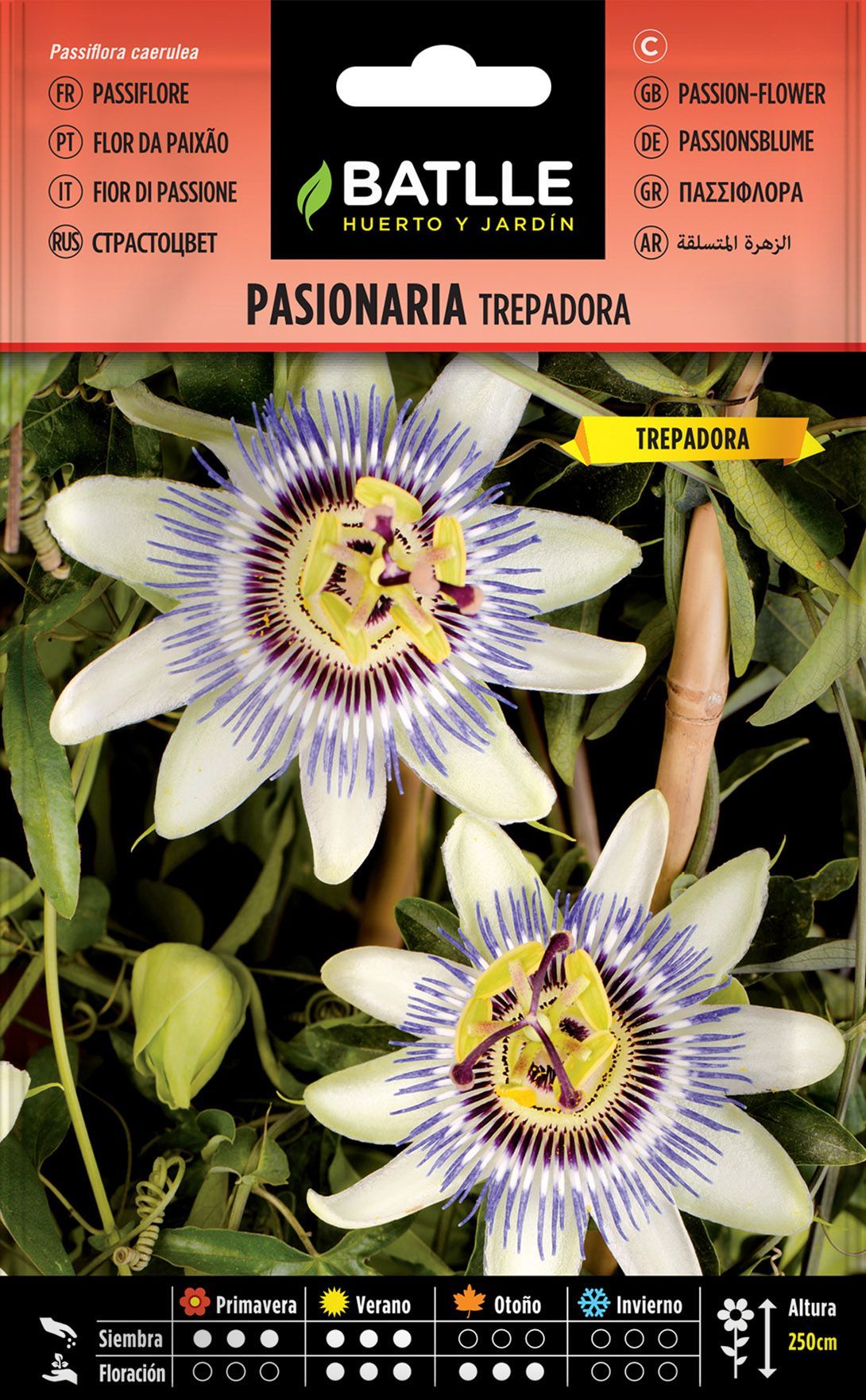 Semilla de pasionaria trepadora, passiflora caerulea
