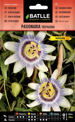 Semilla de pasionaria trepadora, passiflora caerulea