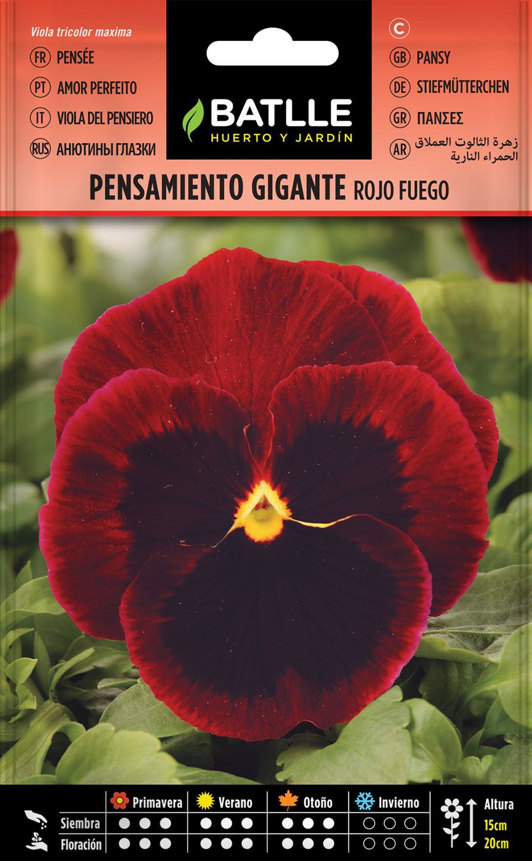 Semilla de pensamiento gigante rojo fuego