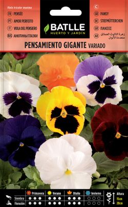 Semilla de pensamiento gigante variado, amor perfeito, viola tricolor maxima