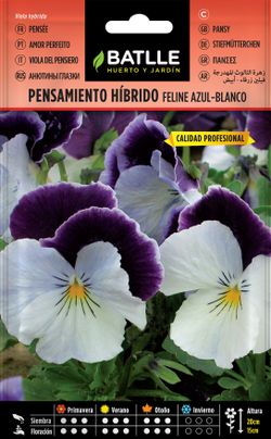 Semilla de pensamiento híbrido feline azul-blanco, viola hybrida