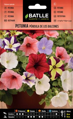 Semilla de petunia pendula de los balcones, petunia hybrida