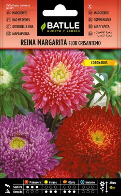 Semilla de reina margarita enana flor crisantemo, callistephus chinensis, aster