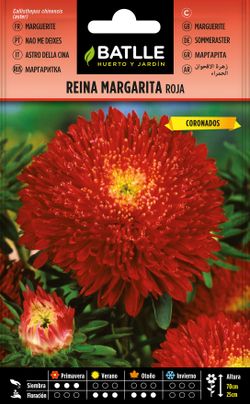 Semilla de reina margarita f. crisantemo roja, callistephus chinensis aster