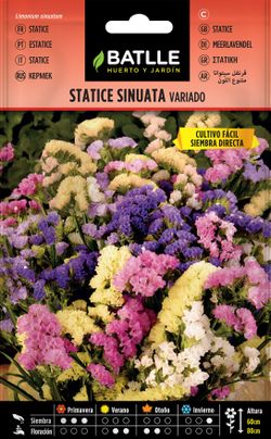 Semilla de statice sinuata variada, limonium sinuatum