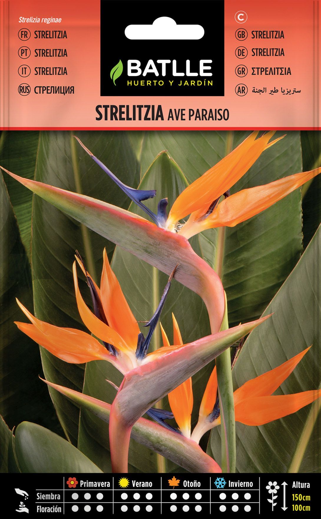 Semilla de strelitzia ave del paraiso, strelizia reginae