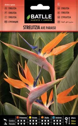 Semilla de strelitzia ave del paraiso, strelizia reginae