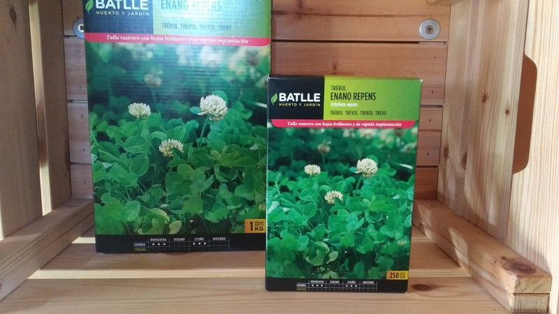 Semilla de trébol enano rastrero