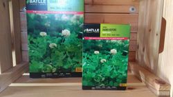 Semilla de trébol enano rastrero