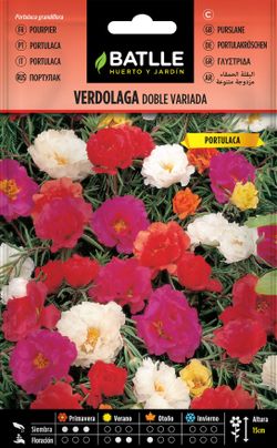 Semilla de verdolaga doble variada, portulaca grandiflora