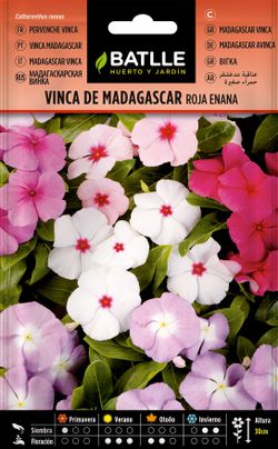 Semilla de vinca de madagascar, catharanthus roseus