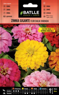 Semilla de zinnia gigante flor de dalia, zinnia elegans