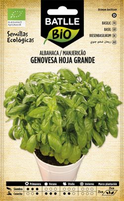 Semilla ecológica aromática de albahaca genovese hoja grande