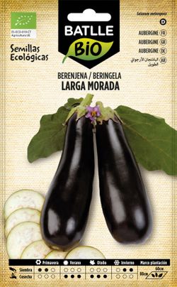 Semilla ecológica de berenjena larga morada, beringela