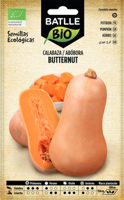 Semilla ecológica de calabaza butternut, abobora, cucurbita
