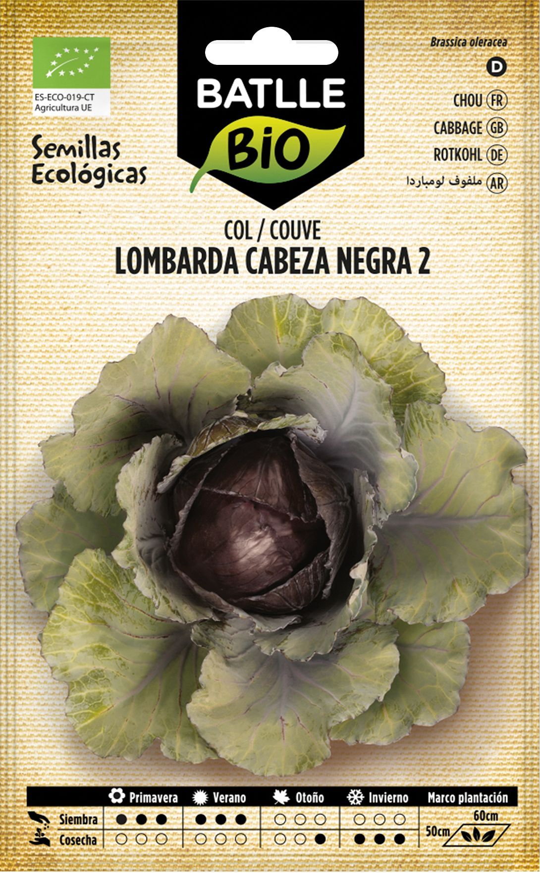Semilla ecológica de col lombarda cabeza negra 2, couve