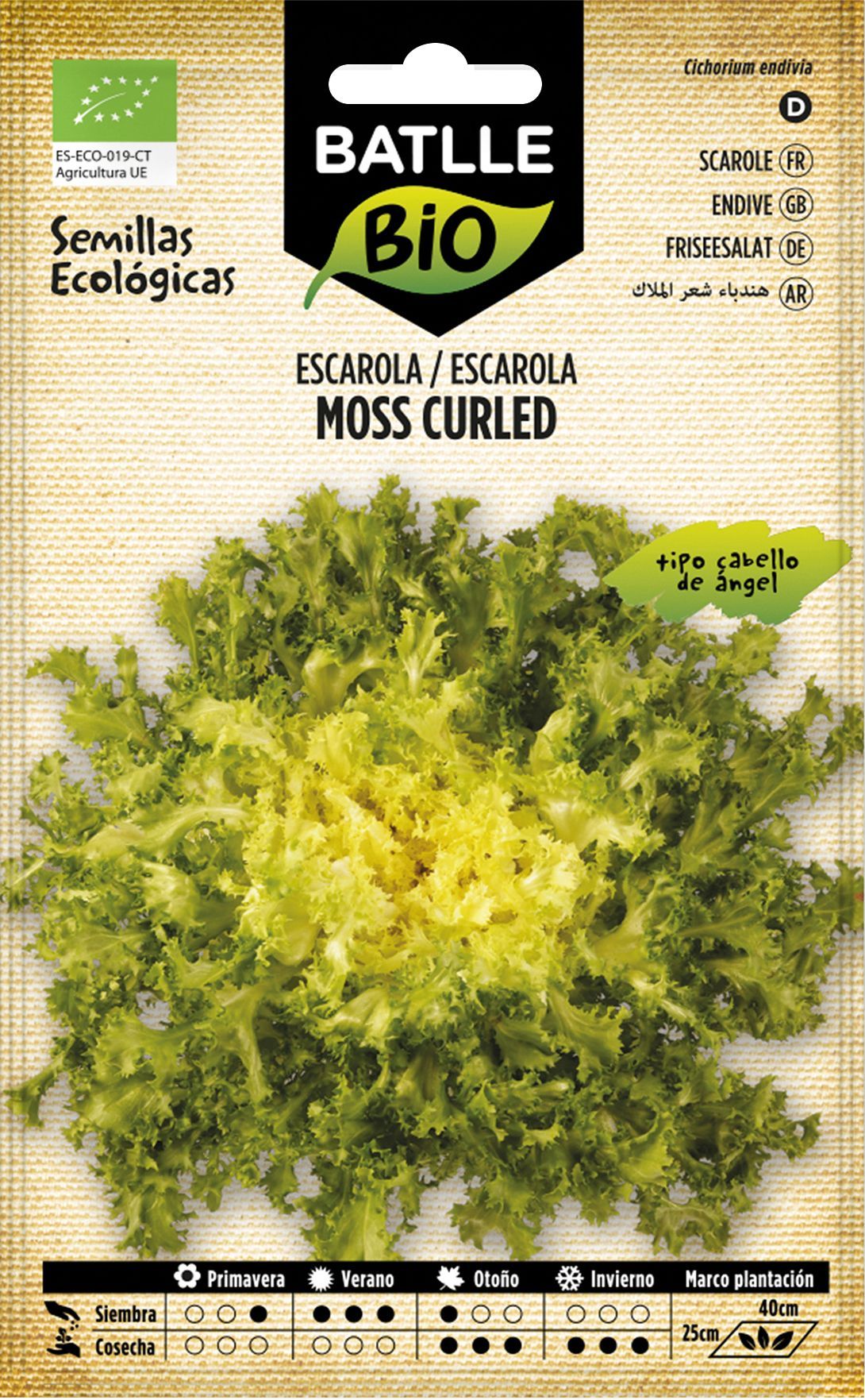 Semilla ecológica de escarola cabello de angel, chicoria moss curled