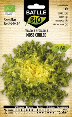 Semilla ecológica de escarola cabello de angel, chicoria moss curled