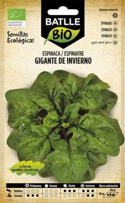 Semilla ecológica de espinaca gigante de invierno, espinafre