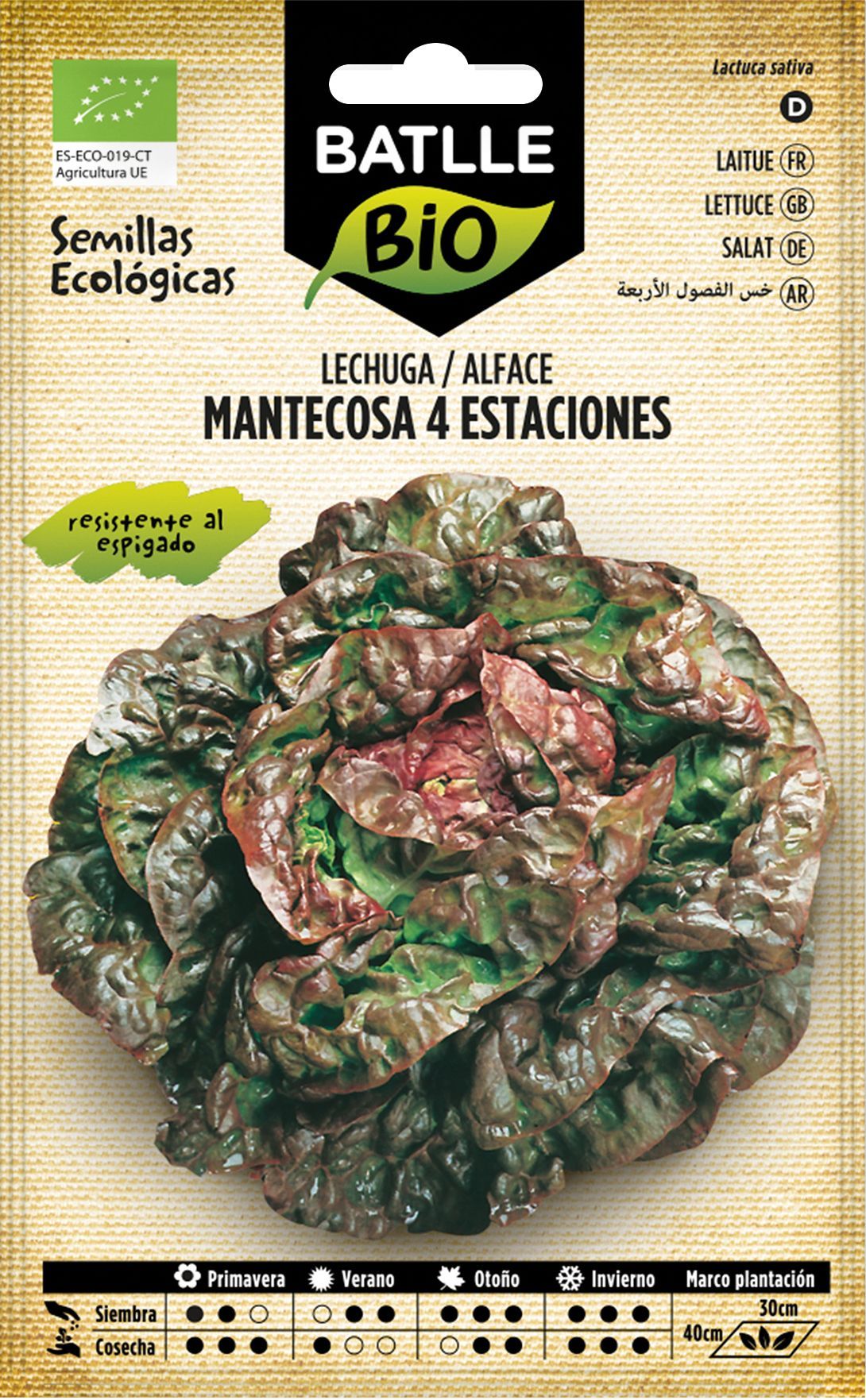 Semilla ecológica de lechuga cuatro estaciones, alface