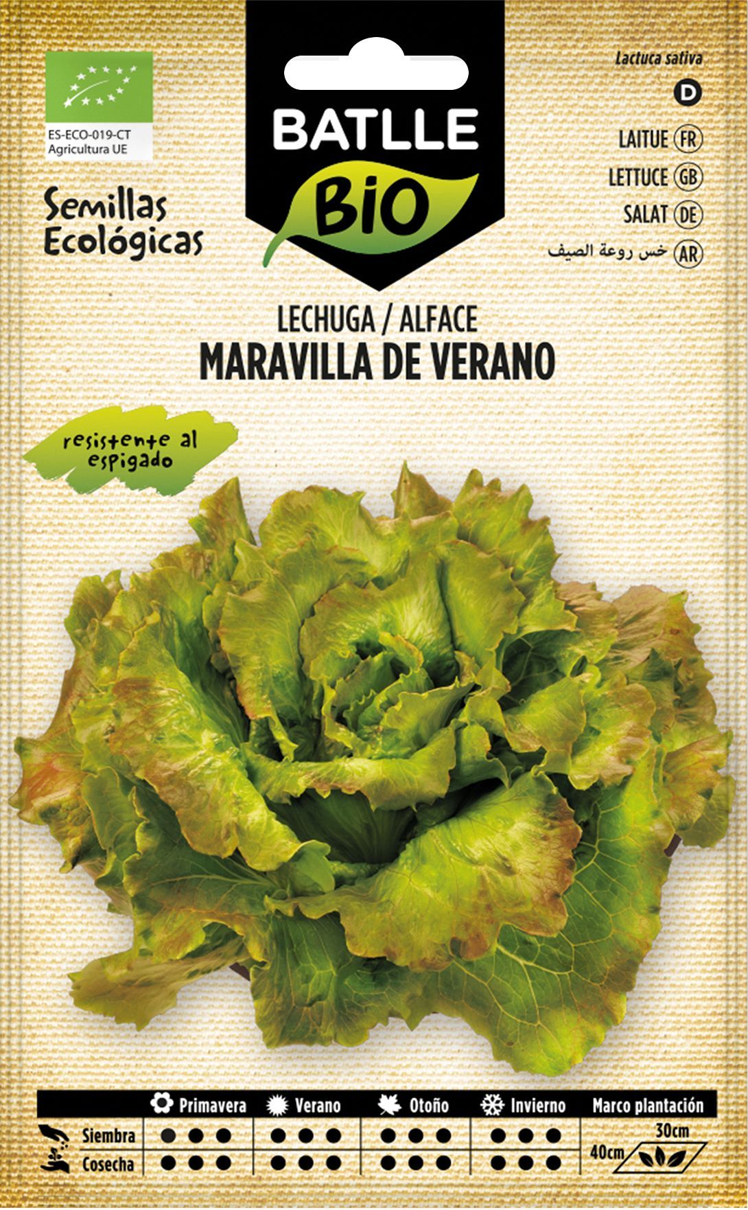 Semilla ecológica de lechuga maravilla de verano, alface