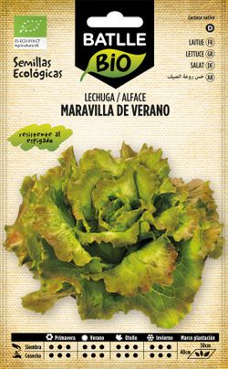 Semilla ecológica de lechuga maravilla de verano, alface