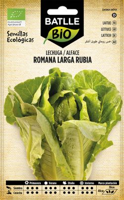 Semilla ecológica de lechuga romana larga rubia blonde maraichere, alface