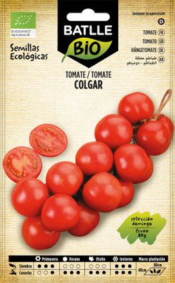Semilla ecológica de tomate de colgar domingo