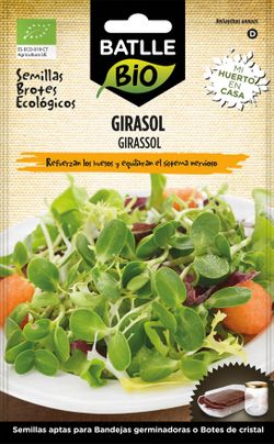 Semilla ecológica para germinar girasol