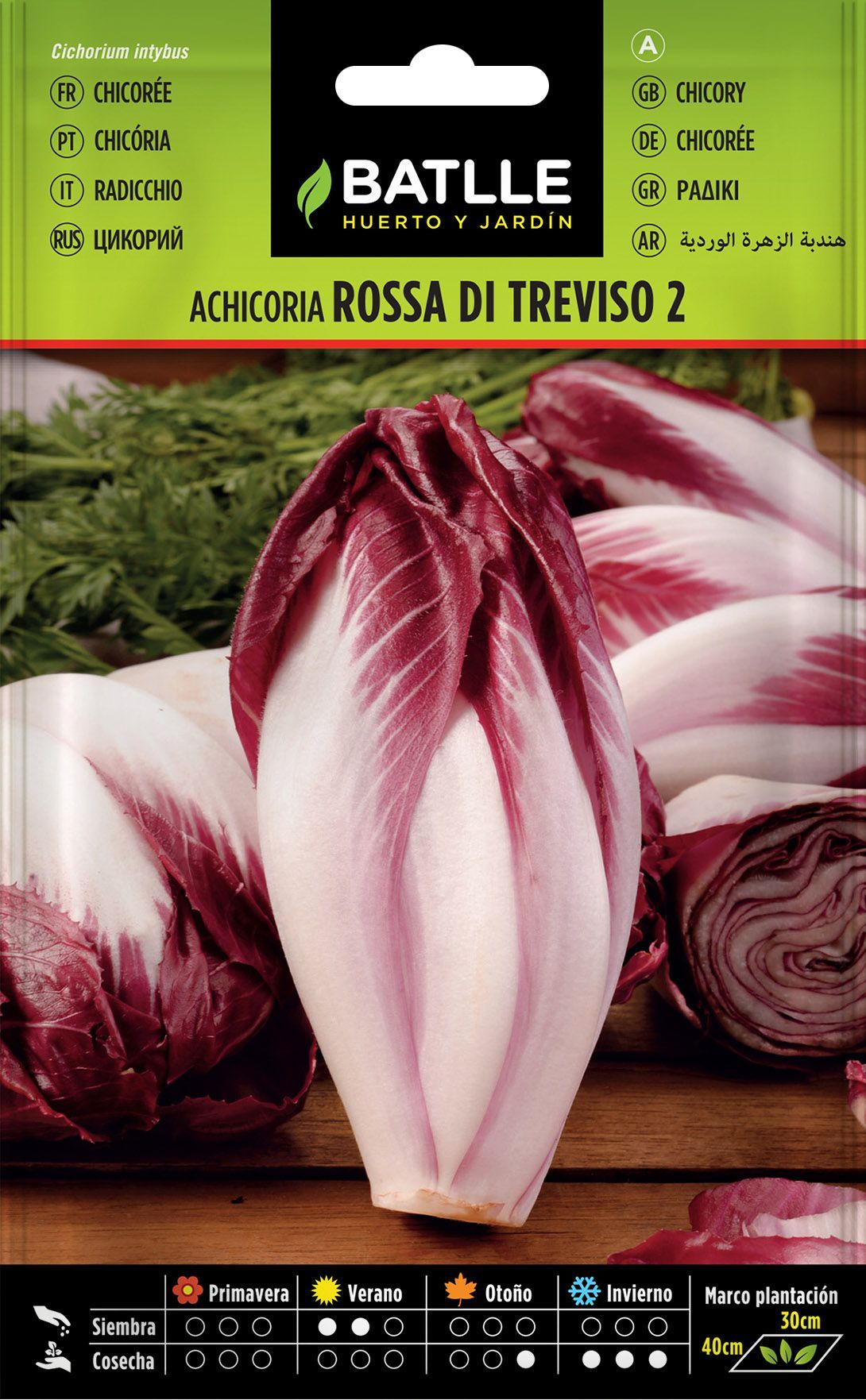 Semilla hortícola de achicoria rossa di treviso, chicoria