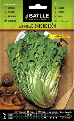 Semilla hortícola de achicoria silvestre diente de león