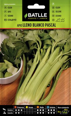 Semilla hortícola de apio lleno blanco pascal,aipo de talos