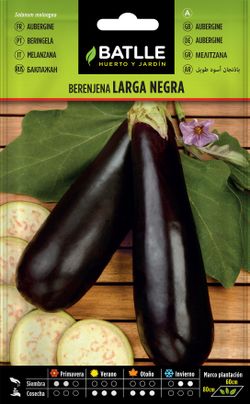 Semilla hortícola de berenjena larga negra, beringela, solanum melongena