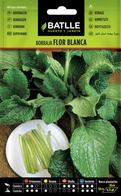 Semilla hortícola de borraja flor blanca