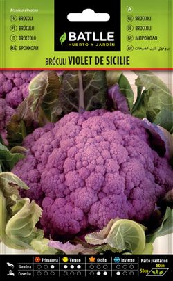 Semilla hortícola de broculi Violeta de Sicile