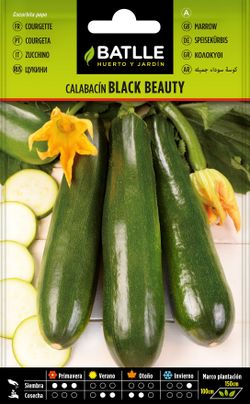 Semilla hortícola de calabacín black beauty, courgeta, cucurbita pepo
