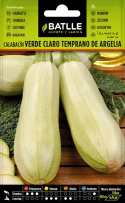 Semilla hortícola de calabacín temprano de argelia, courgeta, cucurbita pepo