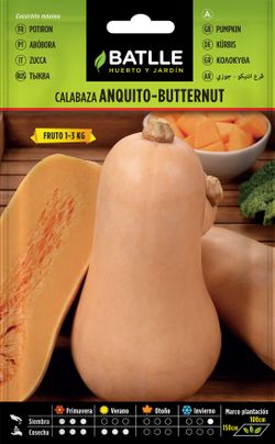 Semilla hortícola de calabaza anquito butternut, abobora