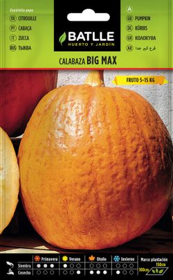 Semilla hortícola de calabaza big max