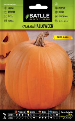 Semilla hortícola de calabaza halloween