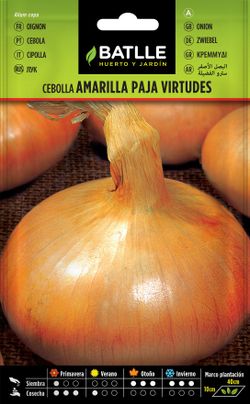 Semilla hortícola de cebolla amarilla paja virtudes, cebola, allium cepa