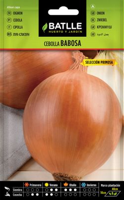 Semilla hortícola de cebolla babosa sel. primosa temprana, cebola, allium cepa