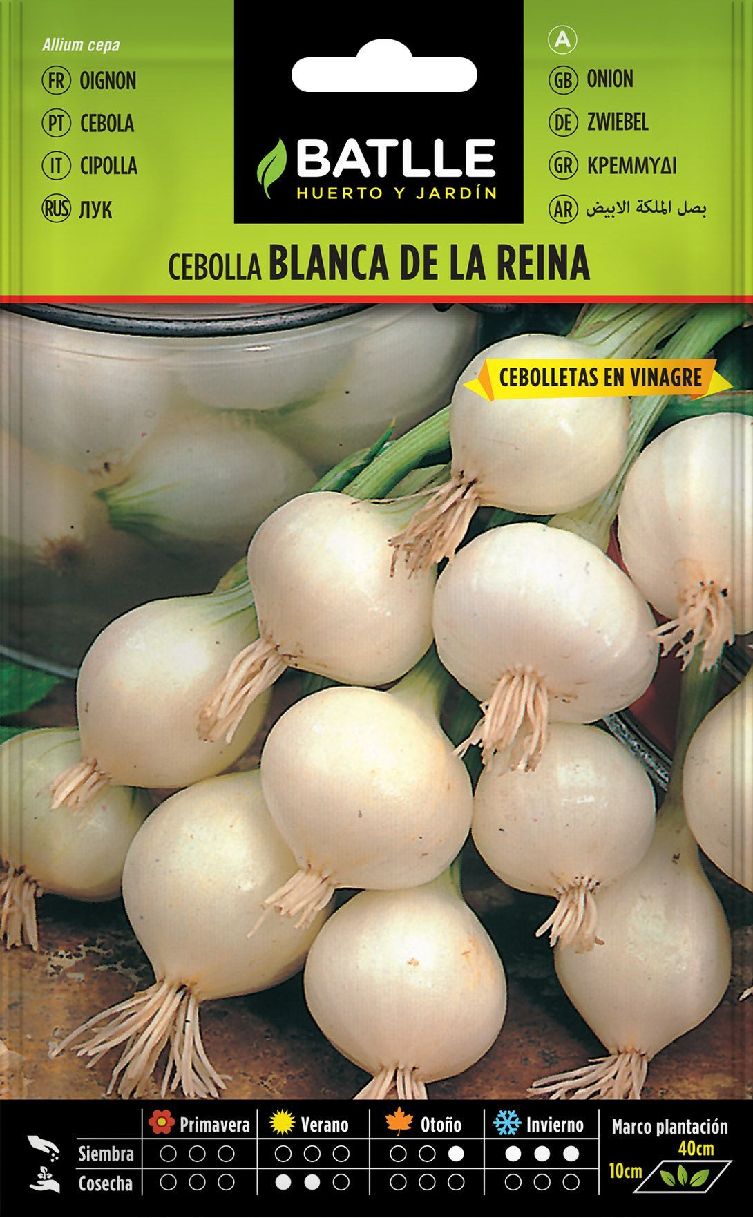 Semilla hortícola de cebolla blanca de la reina, cebola, allium cepa