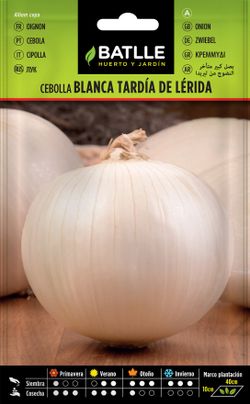 Semilla hortícola de cebolla blanca tardía de lérida, calçots, cebola, allium cepa