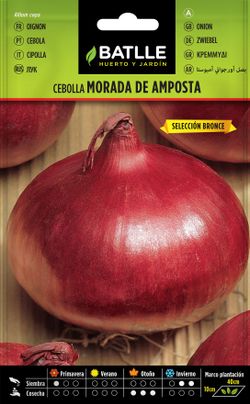 Semilla hortícola de cebolla morada de amposta sel. bronce, cebola roxa, allium cepa