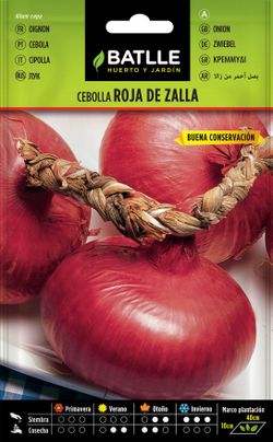 Semilla hortícola de cebolla roja de zalla, cebola roxa, allium cepa
