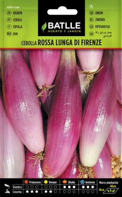 Semilla hortícola de cebolla rosa lunga de Firenza